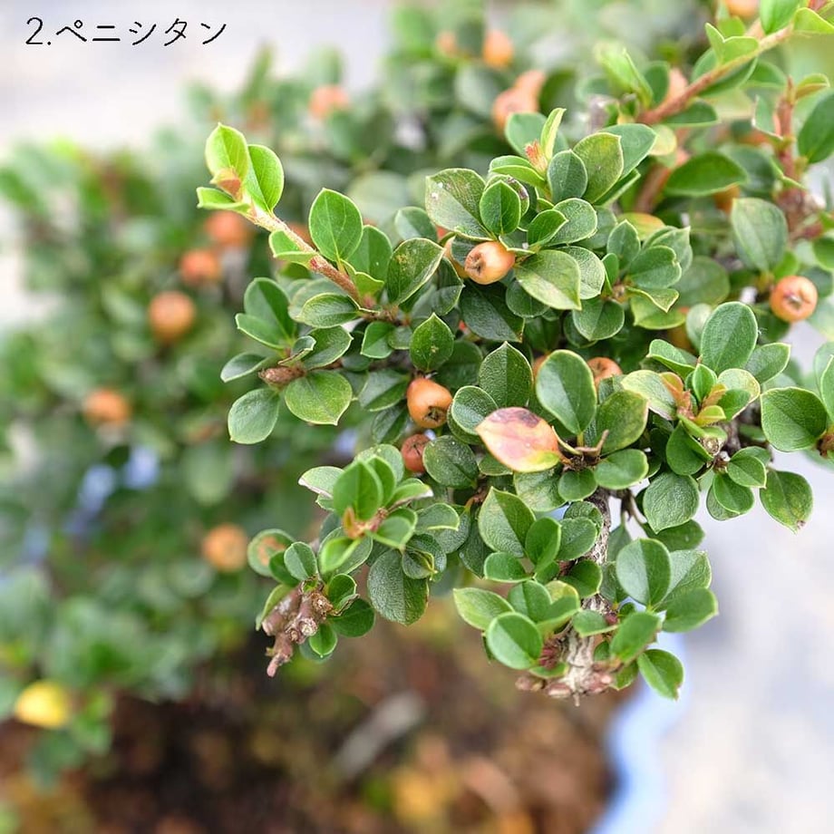 613aecba784e3f198c7409db