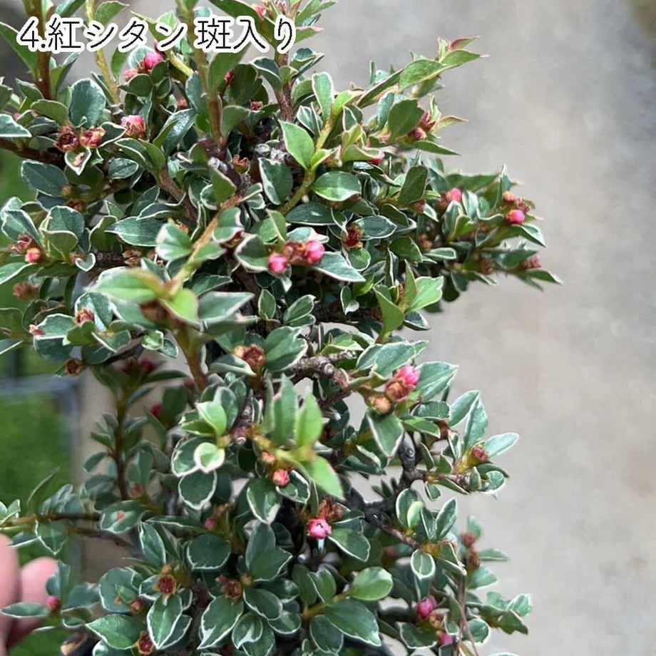 613aecba784e3f198c7409db