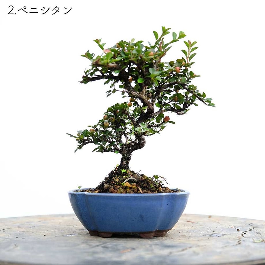613aecba784e3f198c7409db
