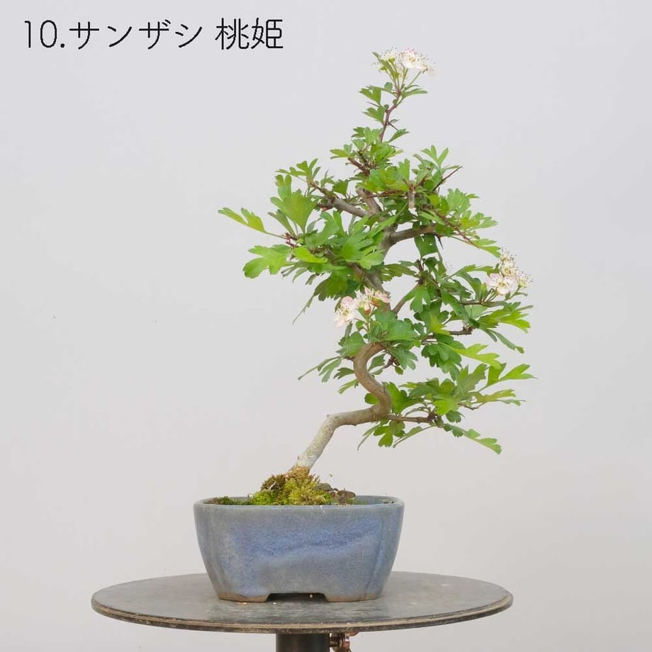 613aecba784e3f198c7409db