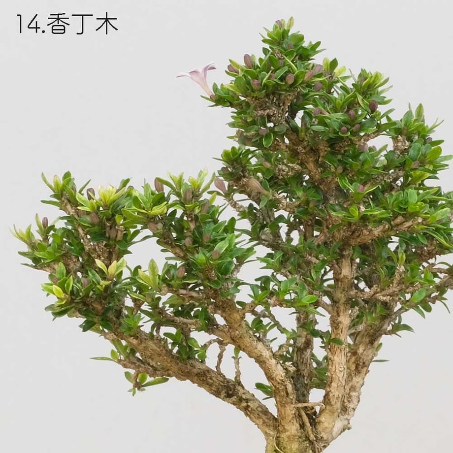 613aecba784e3f198c7409db