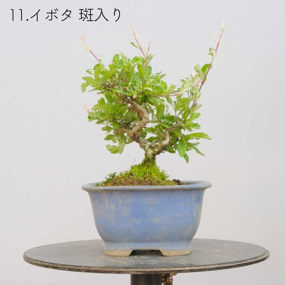 613aecba784e3f198c7409db