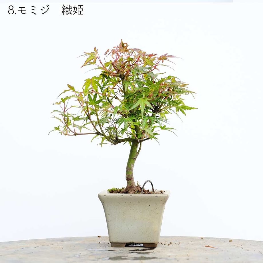 613aecba784e3f198c7409db