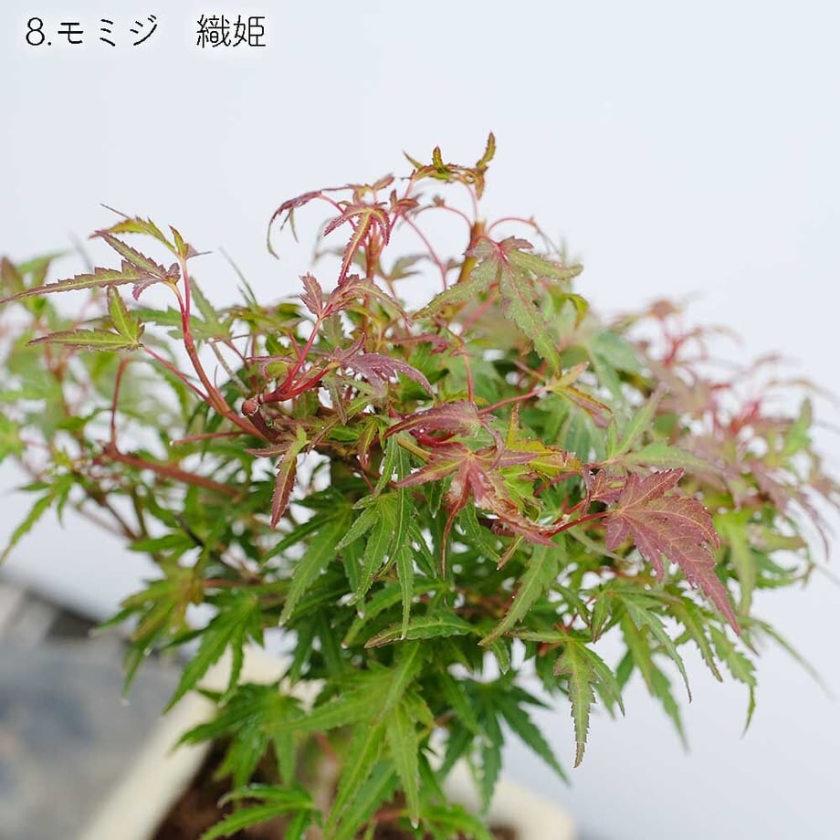 613aecba784e3f198c7409db