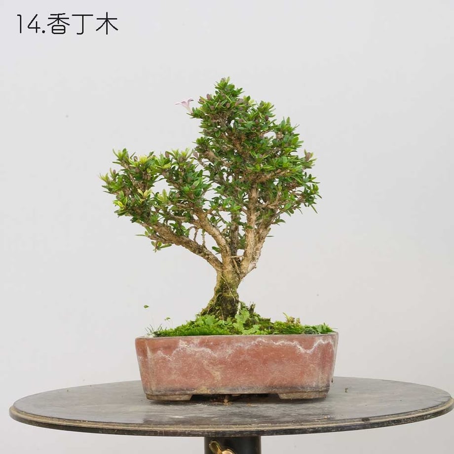 613aecba784e3f198c7409db