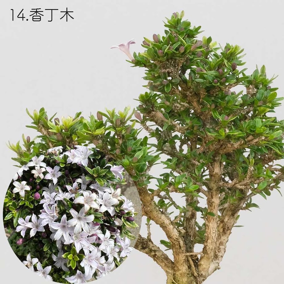 613aecba784e3f198c7409db