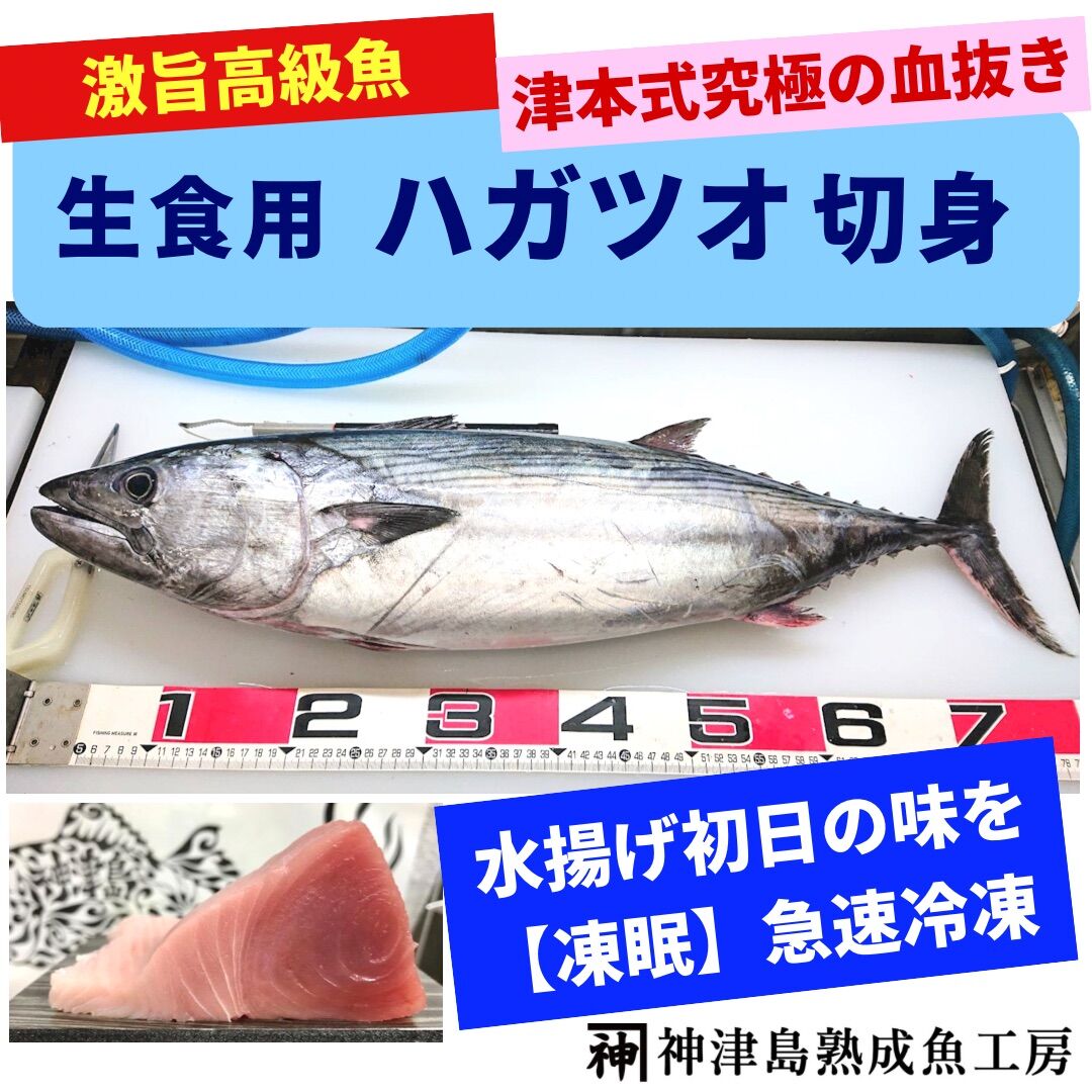 神津島人気No.1】神津島産・天然ハガツオ（ホウサン）・ 柵 | 神津島