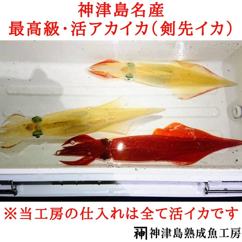 イカ退治 🔴2025年販売終了🔴【神津島産】活〆冷凍アカイカ(剣先イカ) 中サイズ