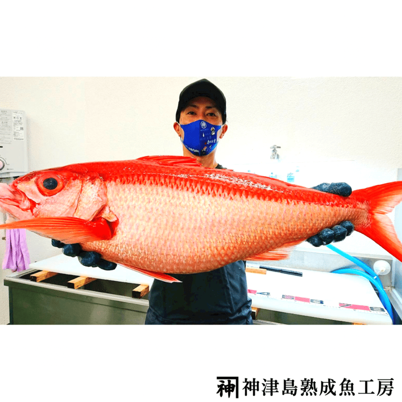 神津島産】生食用・急速冷凍熟成魚 詰め合わせギフト | 神津島 熟成魚