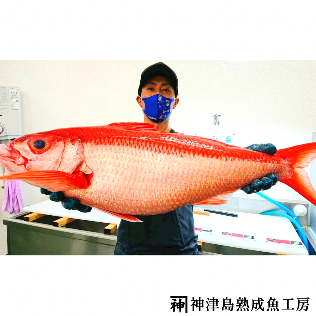 神津島産】生食用・急速冷凍熟成魚 詰め合わせギフト | 神津島 熟成魚