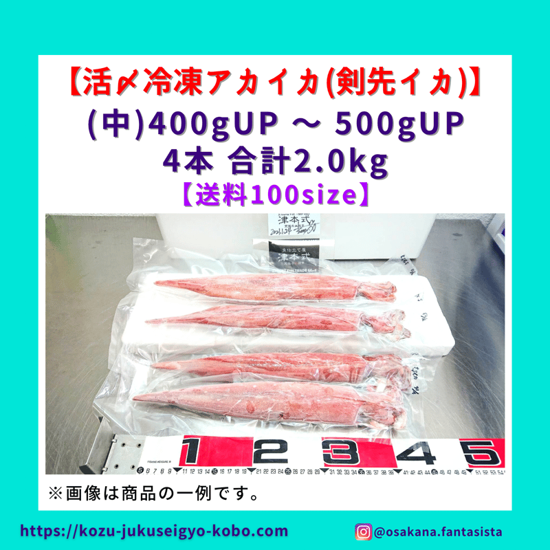 イカ退治 🔴2025年販売終了🔴【神津島産】活〆冷凍アカイカ(剣先イカ) 中サイズ