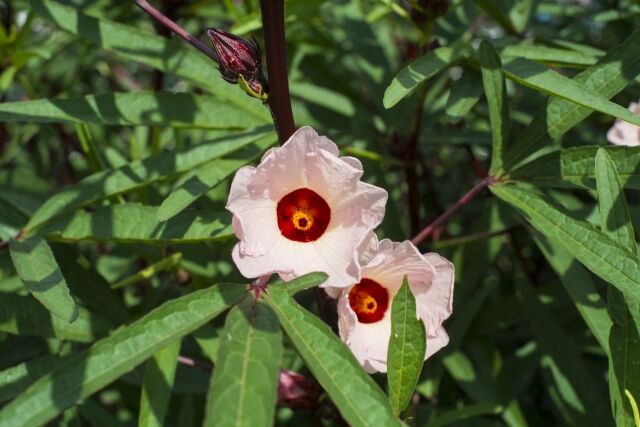 お待たせしました！】生ローゼル 500g | いっぷく農園
