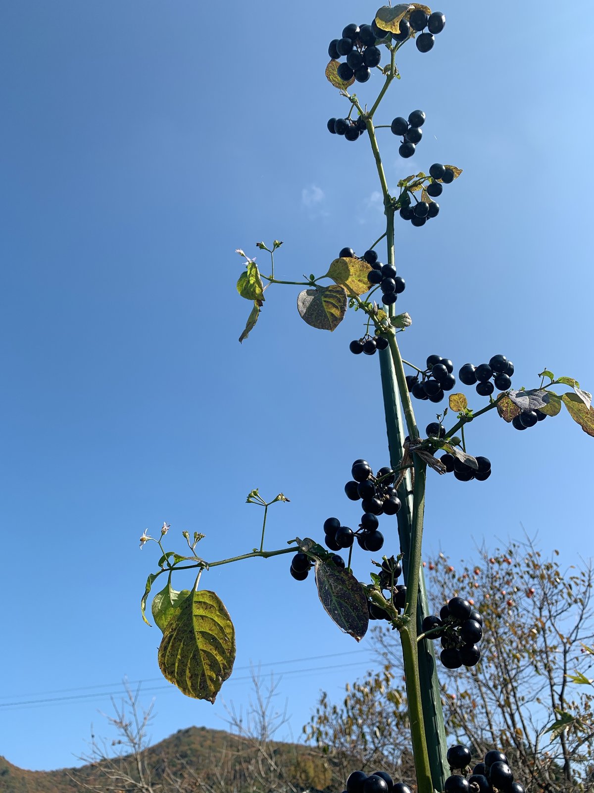 ガーデンハックルベリー　10Kg 816CjiUzg8L._AC_UL210_SR210,