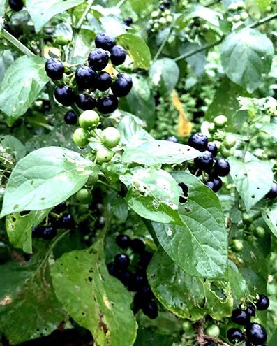 tomo様専用】ガーデンハックルベリー 500g | いっぷく農園