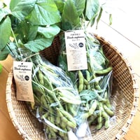 丹波篠山産　黒枝豆　枝なし　500g×6袋 毎年すぐ売り切れる人気商品】R6丹波篠山産 黒枝豆 - 500g×1袋