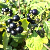 ガーデンハックルベリー　10Kg Amazon | ガーデンハックルベリージャム 食感タイプ 200g | お