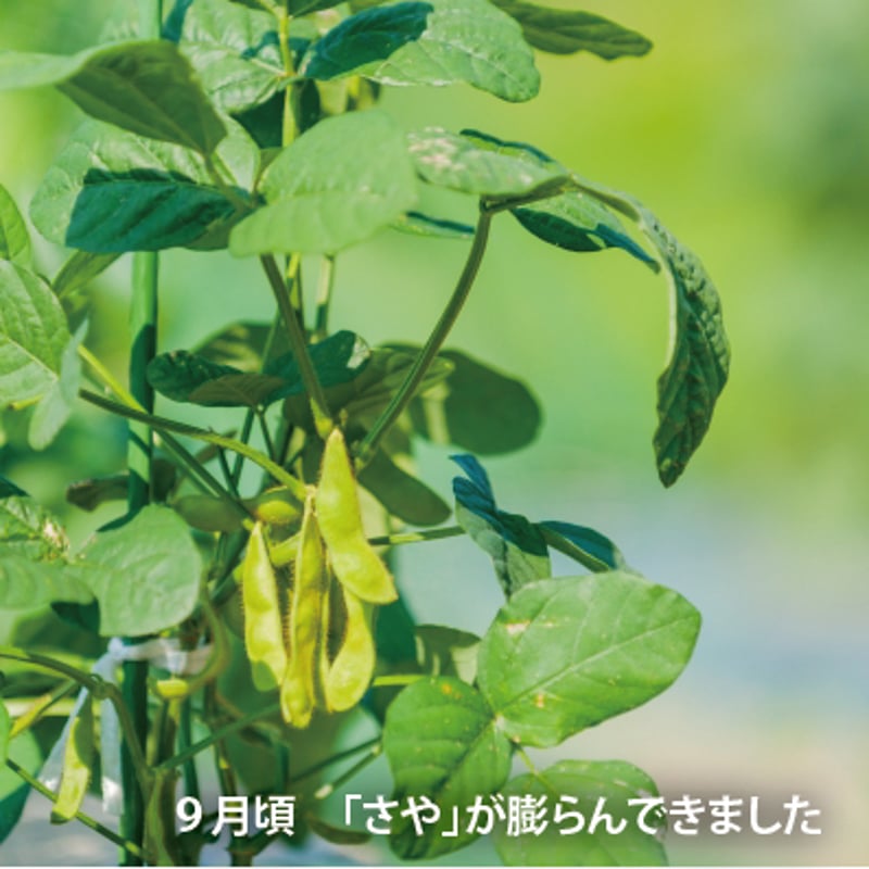 お試し 丹波篠山 黒枝豆（枝なしさや） 400g | いっぷく農園