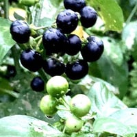 ガーデンハックルベリー 800g | いっぷく農園