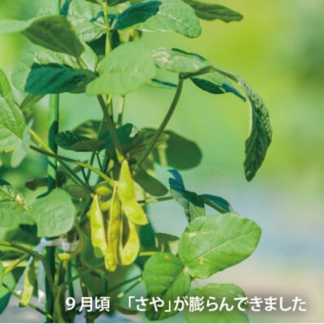 【2025年　予約販売】丹波篠山産　黒枝豆（枝付）2本