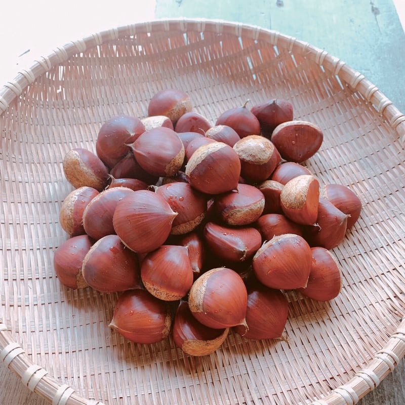 2025年 予約販売】丹波栗（500g / 1kg / 1.5kg） | いっぷく農園