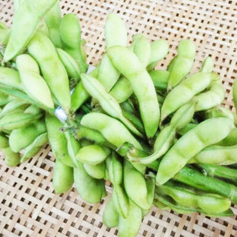 丹波篠山産 黒枝豆（枝付）2本 | いっぷく農園