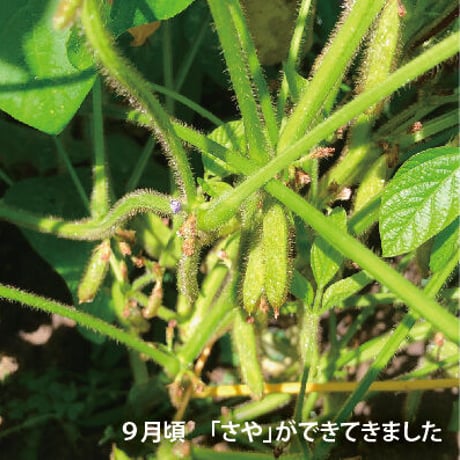 【2025年　予約販売】丹波篠山産　黒枝豆（枝付）2本