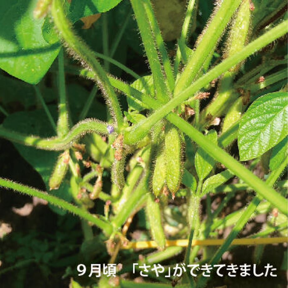 613f163c603feb57ca2aaaac