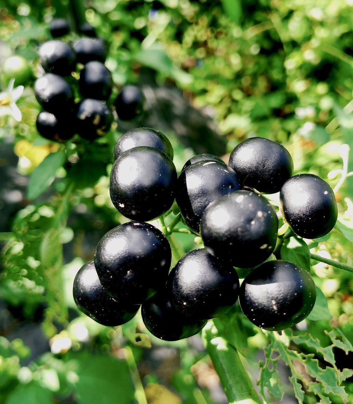 ガーデンハックルベリー　10Kg fit=scale-down,w=1200