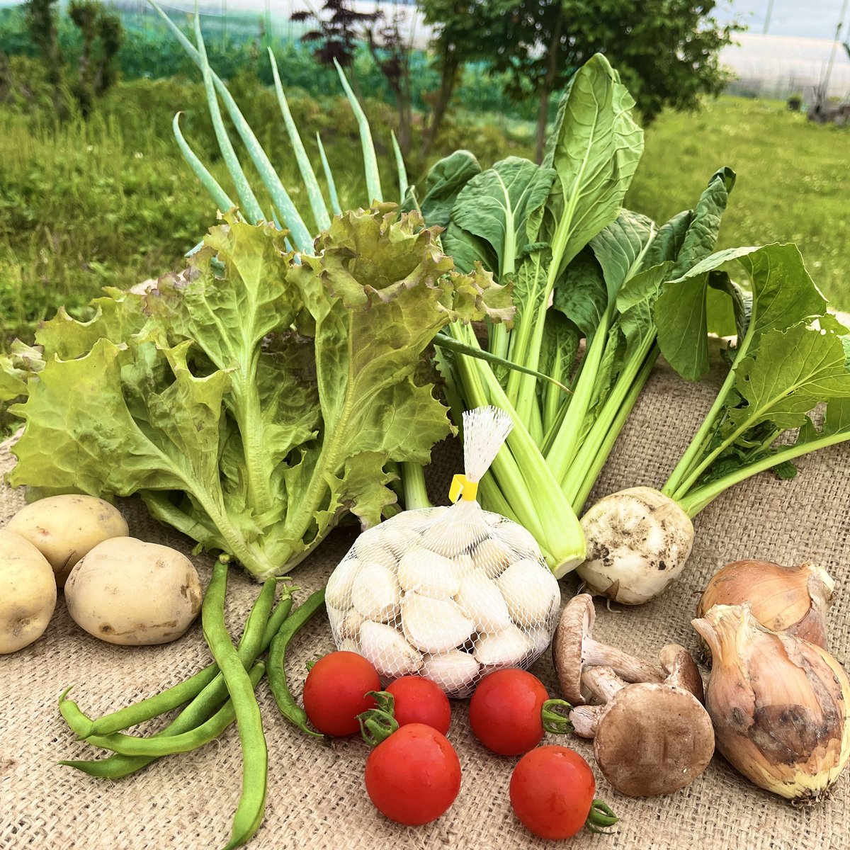 完売【無農薬ニンニク(300g)付き】旬のお野菜セット(栽培期間 完売【無農薬ニンニク(300g)付き】旬のお野菜セット(栽培期間