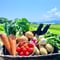 【定期購入 隔週配送】旬の波動野菜セット(栽培期間中農薬不使用&栽培期間中浸透性農薬不使用野菜 混合) 基本送料無料 滋賀県産 クレジット決済のみ対応【野菜8~10品目詰め合わせ 品目指定不可】