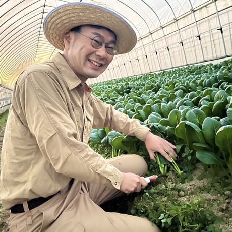 今週残り10個【単発購入】旬の波動野菜セット（栽培期間中農薬不使用＆栽培期間中浸透性農薬不使用野菜 混合)　基本送料無料 滋賀県産【野菜8~10品目詰め合わせ 品目指定不可】