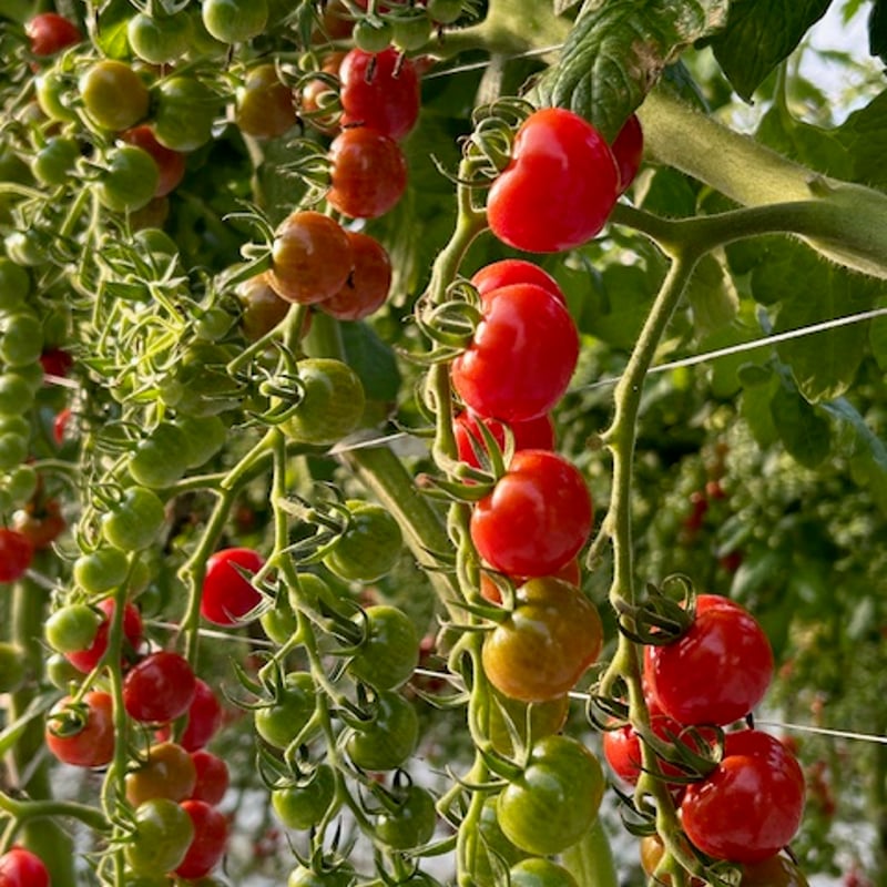 プチぷよミニトマト500グラム（ミックスも対応可） | トマトを産地