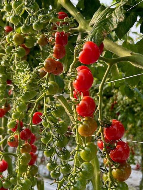 fit=scale-down,w=1200