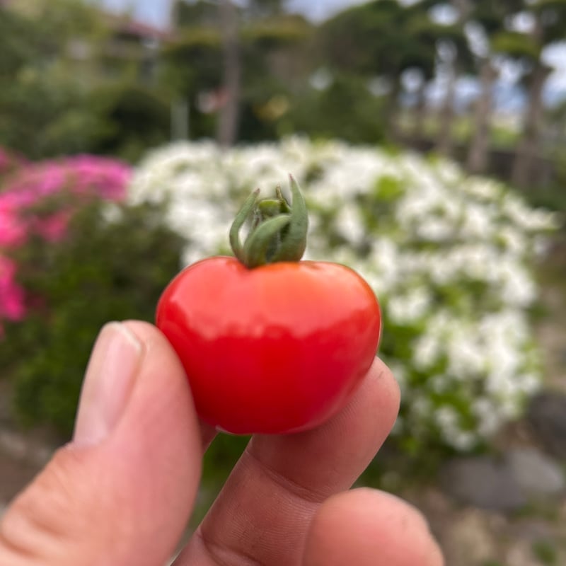 プチぷよミニトマト500グラム（ミックスも対応可） | トマトを産地