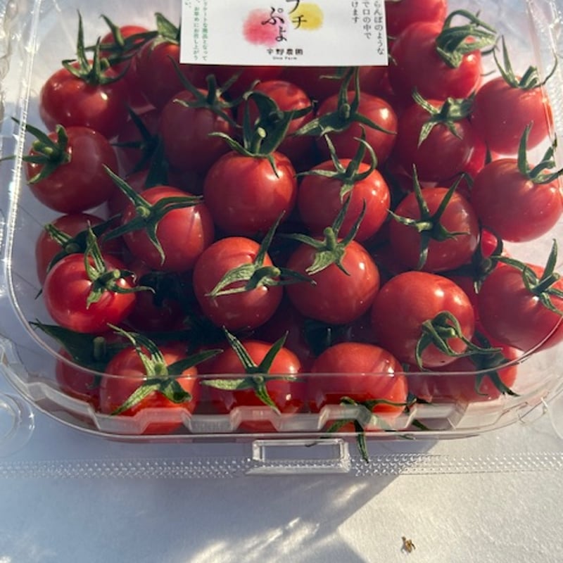 プチぷよミニトマト500グラム（ミックスも対応可） | トマトを産地