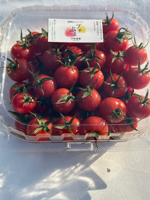 プチぷよミニトマト500グラム（ミックスも対応可） | トマトを産地