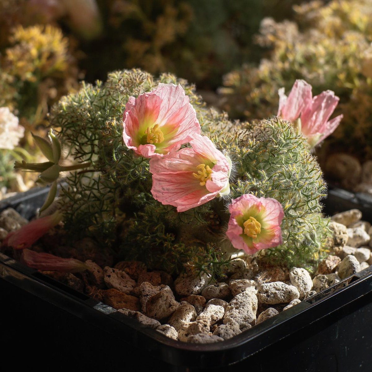 Monsonia peniculina 自家採取種子 | toshiro mori store