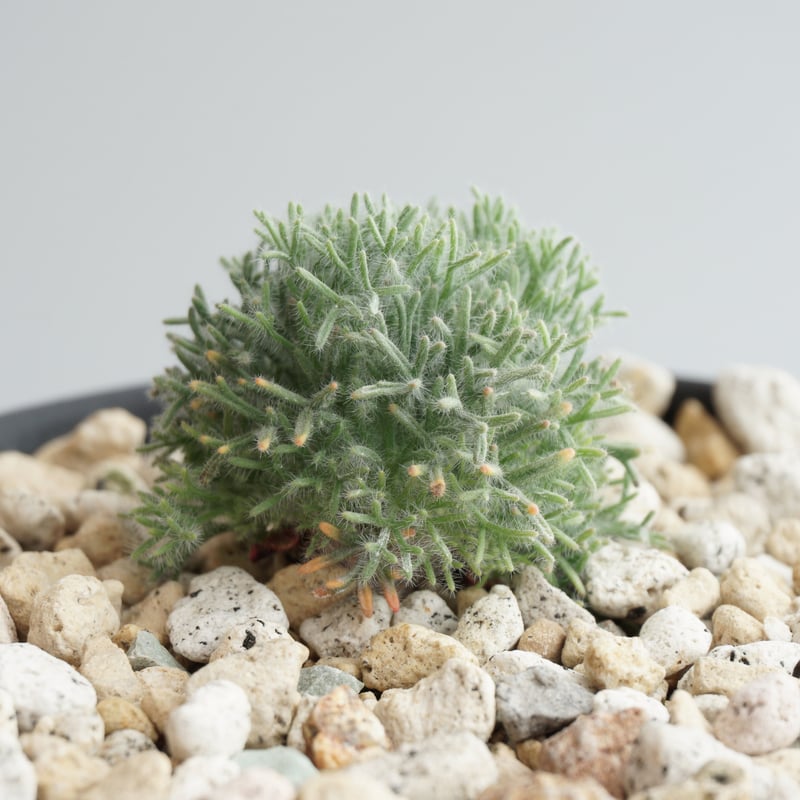 Monsonia peniculina 自家採取種子 | toshiro mori store Monsonia peniculina 自家採取種子 | toshiro mori store