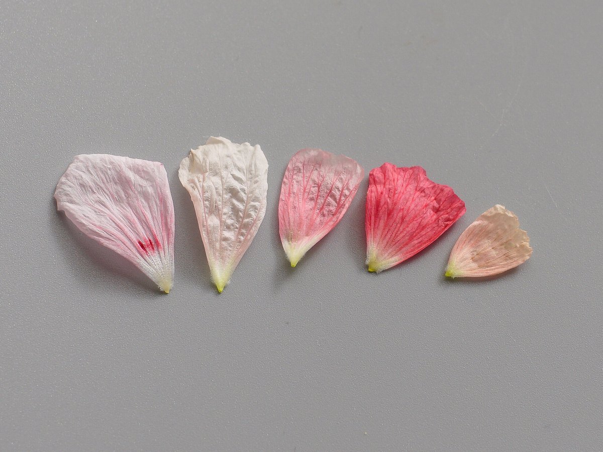 Monsonia peniculina 自家採取種子 | toshiro mori store