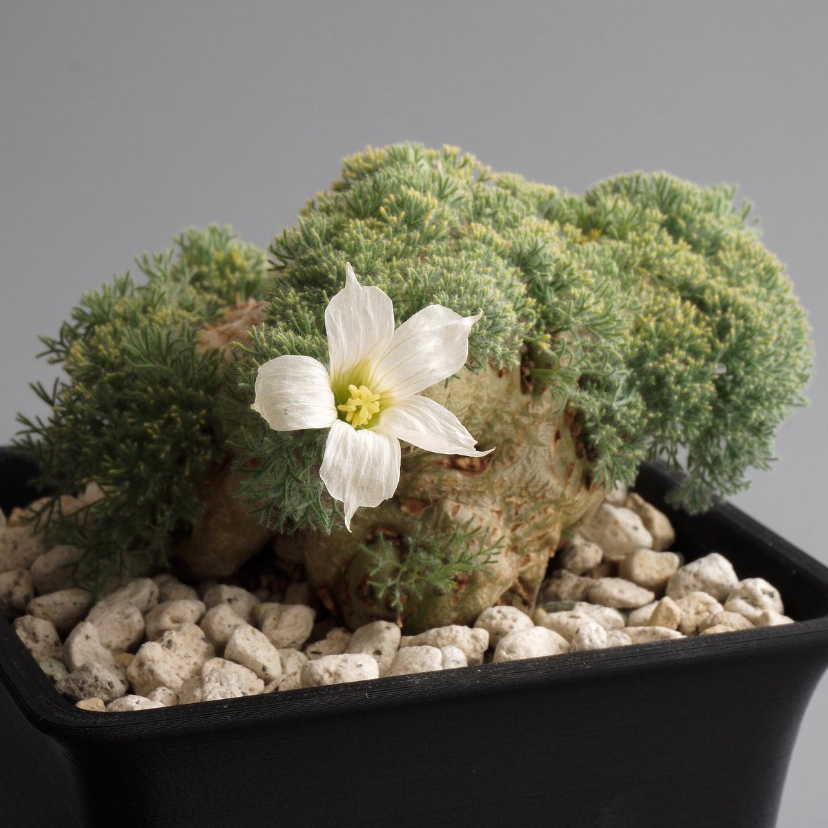 サルコカウロン　ペニクリナム　種子　5/17-3 サルコカウロン ペニクリナム 種子 5/17-4