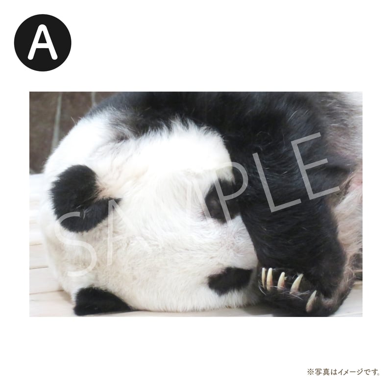 ありがとうタンタン ポストカード5枚セットA | PANDA PLAZA ありがとうタンタン ポストカード5枚セットA | PANDA PLAZA