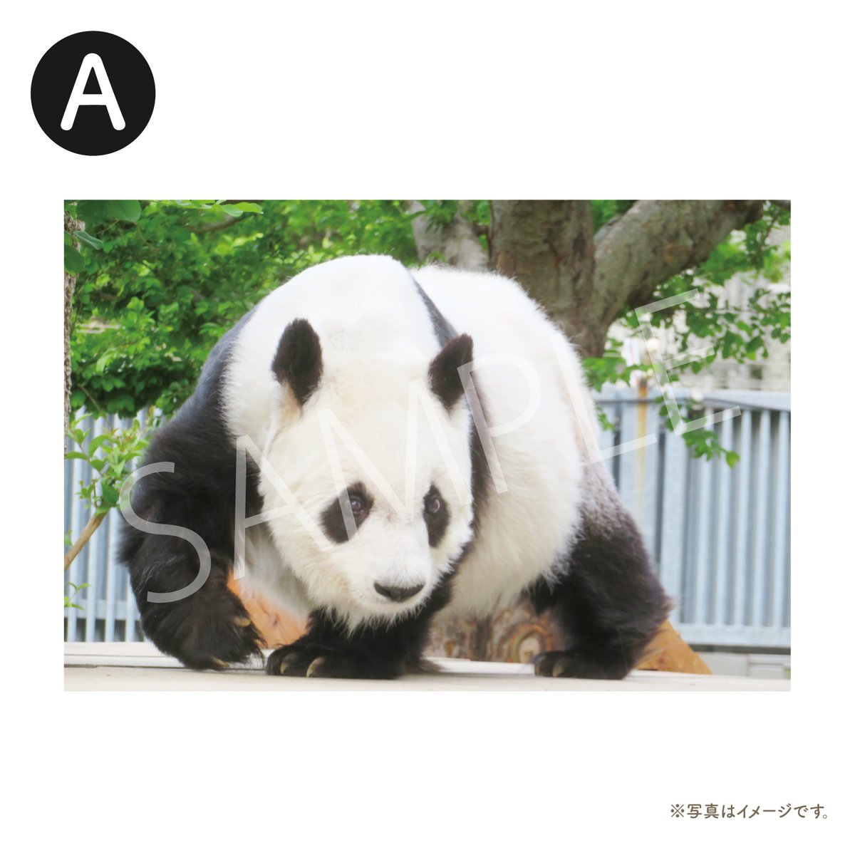 ノベルティ♦️レア♦️限定180 パンダ自身イベント シャンシャン防災笛&るんるん ノベルティ♦️レア♦️限定180個パンダ自身イベントシャンシャン防災