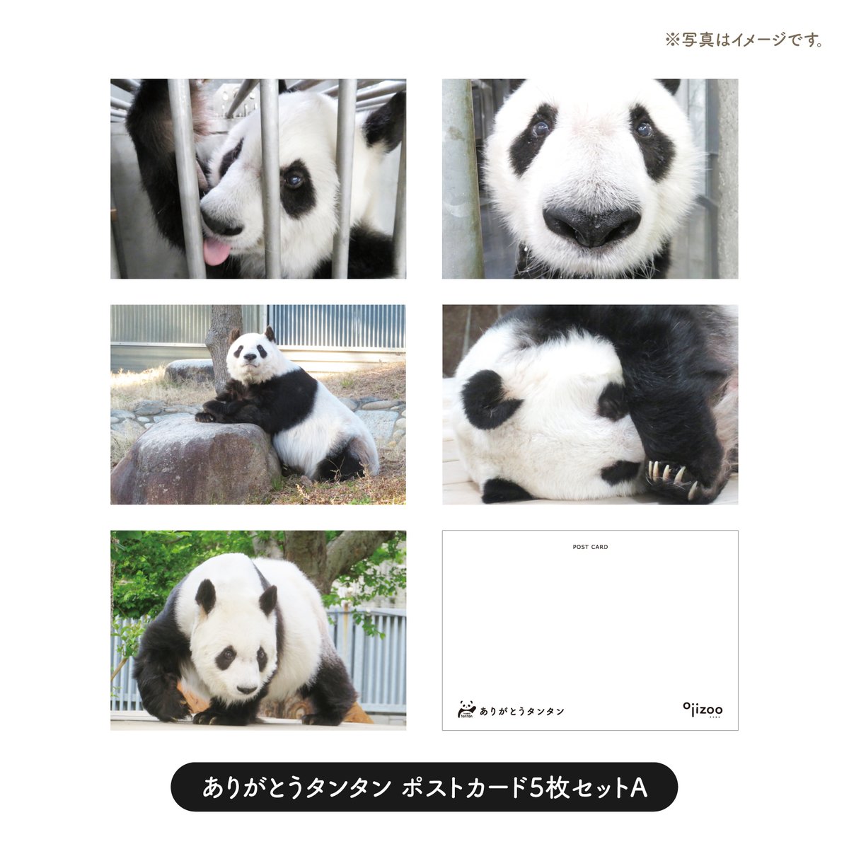 タンタン SOLD OUT「ありがとうタンタンポストカード」王子動物園公式ポストカード／ジャイアントパンダ シャンシャン 弱