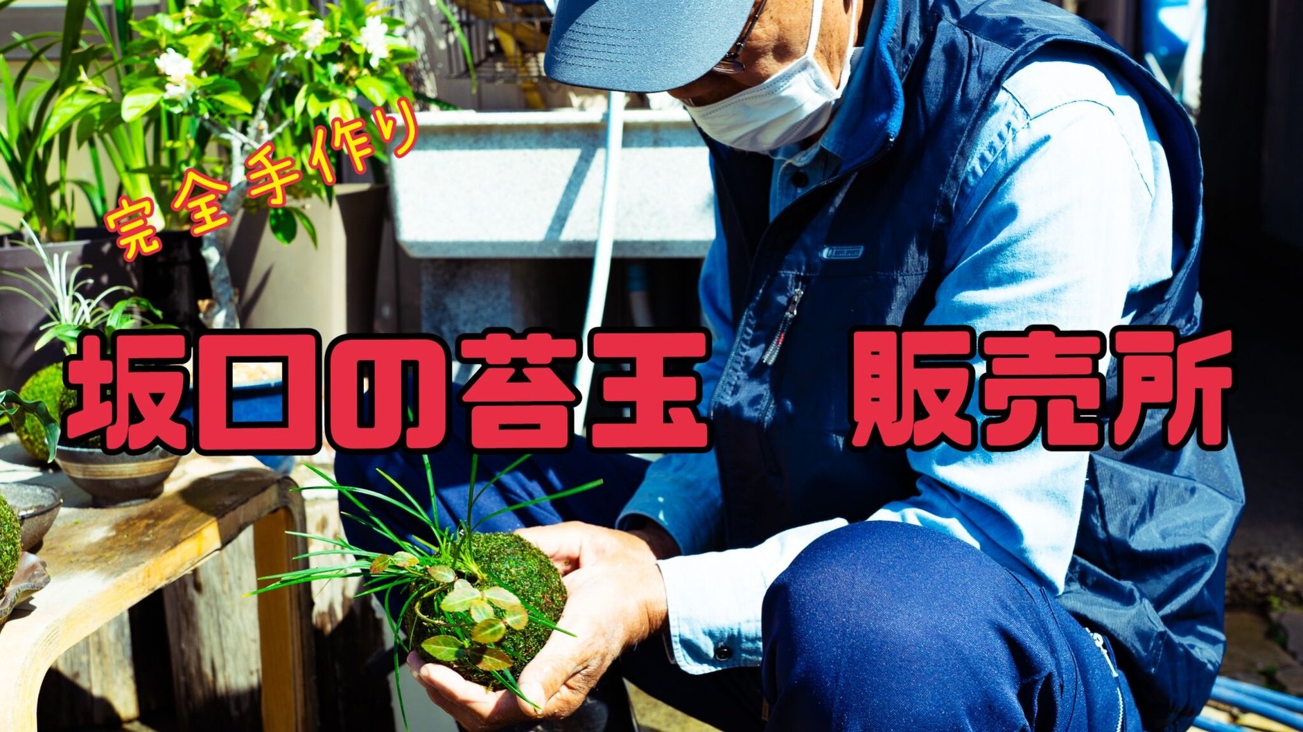坂口の苔玉 販売所