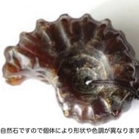 天然石アンモナイトネックレス