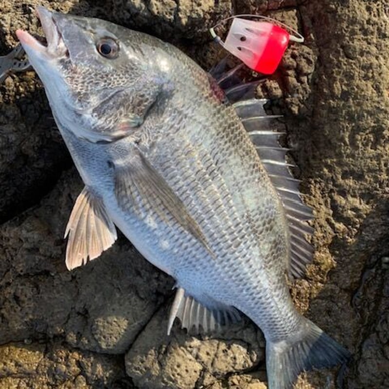 籠浮 笑日守（エビス） B（紺×ピンク） 自重：約27g 残浮力：約10g