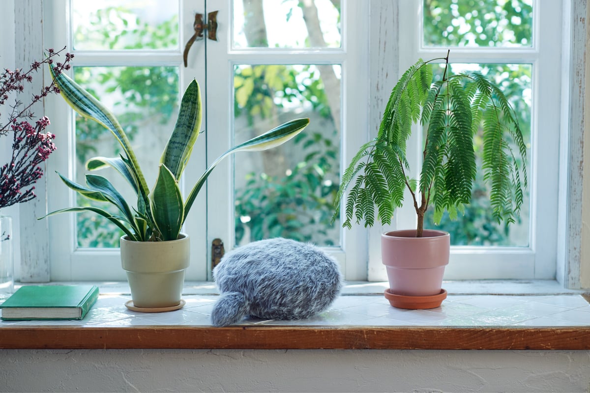 Petit Qoobo【プチ・クーボ／グリ（グレー系）】 | Robot Planet