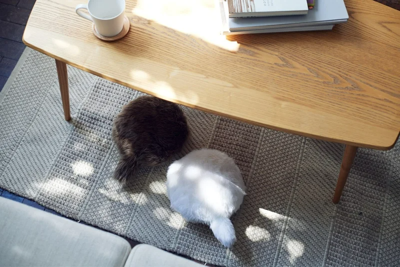 Petit Qoobo【プチ・クーボ／ブラン（ホワイト）】 | Robot