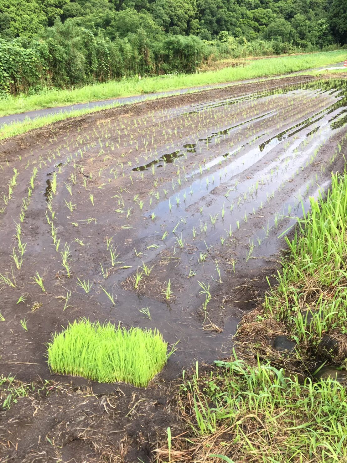 R5年収穫　先行予約無農薬玄米　13℃一定保存　鹿児島県産直　10kg-