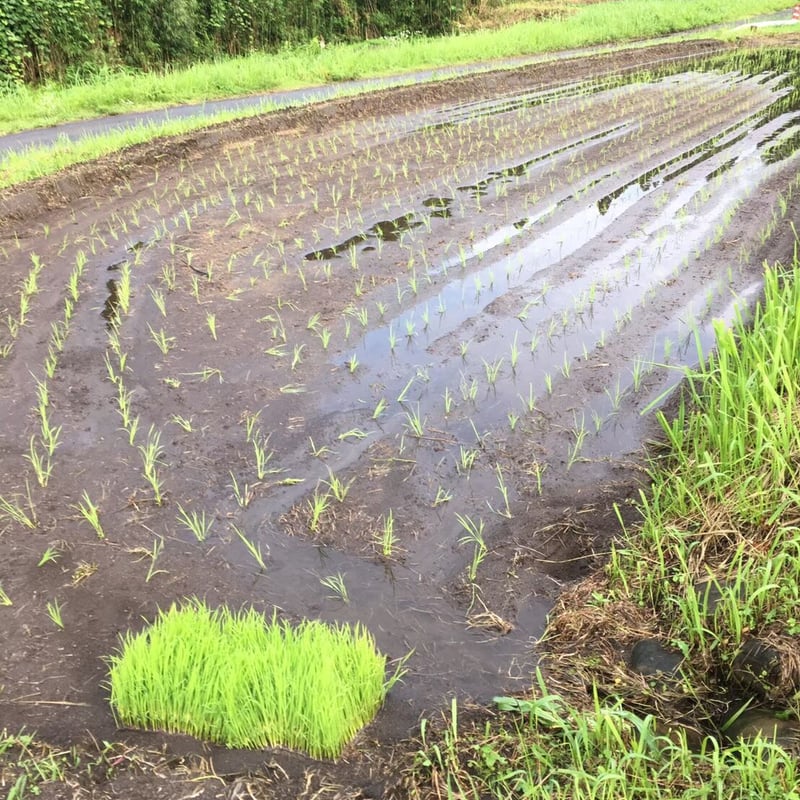 完全無農薬玄米（合鴨農法）令和2年度収穫 鹿児島県産直 13℃一定保存